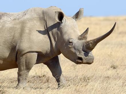 白犀不白皙,黑犀黑漆漆#动物世界