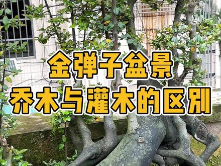乔木金弹子和灌木金弹子到底如何去区分呢?今天就来告诉你#金弹子 #盆景#乔木金弹子 #灌木金弹子 #园艺盆栽
