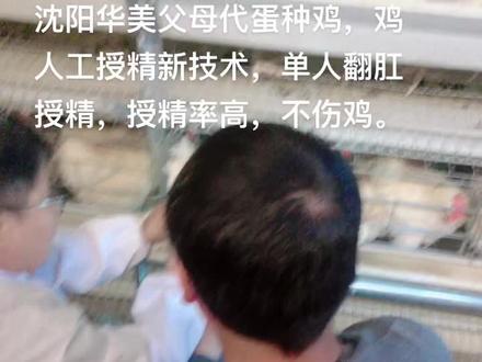 鸡人工授精技术现场示范💪💪💪
