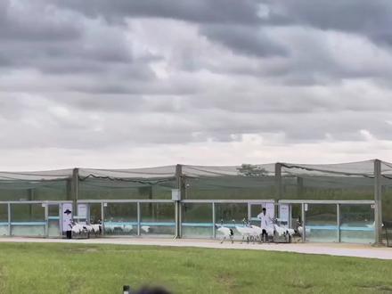 山青水墨 鹤飞冲天#丹顶鹤 #盐城 #国庆