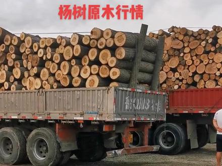 木材的寒冬即将来临#木材 #木材人 #木方 #板材