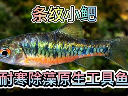 原生缸再添一位新成员——条纹小鲃