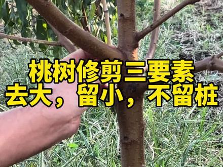 二年桃树修剪三要素,去大,留细,找牵制!!#新农人计划2023 #传播农业小知识 #关注三农服务百姓 @中威果苗培育基地