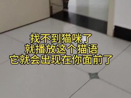 快试试你家猪咪出来了吗?#猫语#猫语十级#新手养猫#萌宠出道计划 #猫咪