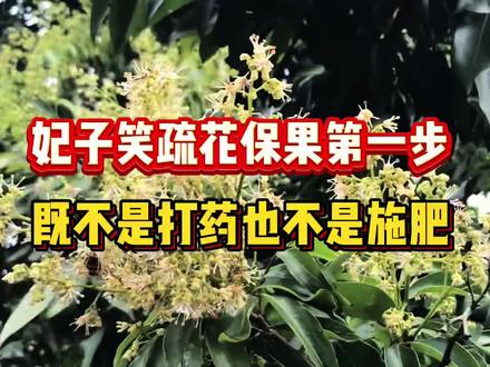 妃子笑疏花保果第一步,既不是打药也不是施肥! #荔枝蒂蛀虫稼酷方案#花纯花壮全田美 #诺普信荔枝种植 #荔枝蒂蛀虫 #荔枝管理技术