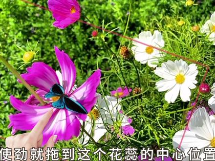 教你学剪映!基础知识·利用关键帧制作唯美蝴蝶飞舞效果。#视频剪辑教程 #手机剪辑 #手机拍摄剪辑 #特效教程 #视频教程 #手机摄影教程 #关键帧动画 #手机随拍