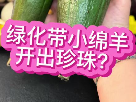今年绿化带小绵羊🐑悬了…美丽异木棉🌸 #内容启发搜索 #万物皆可种草搜 #绿化带小绵羊 #异木棉 #世界上不可思议的果实种子图鉴