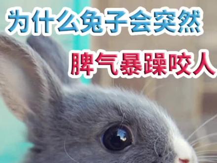 为什么兔子会突然脾气暴躁咬人#兔子 @抖音小助手