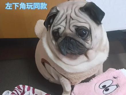同款游戏在左下角 你也来试试吧!
#小游戏 #恐怖游戏 #巴哥犬 #萌宠出道计划 #duo小姐