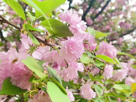 #南怀瑾 #国学智慧 #又是一年樱花开的季节
修行,本就是一场温柔而坚定的回归。
尘世行走,我们难免沾染一身浊相、浊气,心中藏着邪念,身后拖着业力,心被欲望缠、被情绪困、被执念缚,渐渐失了原本的清净。
而修行,正是把浊化为清、把染化为净的过程,修空灵、悟空性、证空悟,让精神向内收敛,安住于心,不向外攀求。
要学会用欣赏的眼光,看待世间一切美好与优秀,不嫉妒、不占有、不攀比,更要学着以旁观者的心境,观照万事万物,不深陷、不纠结、不强留,如此执念自然消散。
就像看花时,不必站在人的角度去评判、去占有,试着放下自我,假装自己就是一朵花,没有分别心,没有杂念妄想,只是安安静静地存在,小花没有视觉,没有思虑,却能全然体会身边的一切,微风拂过,阳光洒落,鸟叫虫鸣,泥土清香,不迎不拒,自在生长。
凡事不必太用力,不贪、不嗔、不痴,慢慢放下我执。
明白万物皆可为我所用,却不为我所据,不执着拥有,不纠结得失,心放宽,念放轻。
在这样的清净与通透里,祛除一身尘浊,守住内心安宁,人自然身心和顺、气场清朗,前路亦会光明坦荡,后福绵绵,无量无穷。