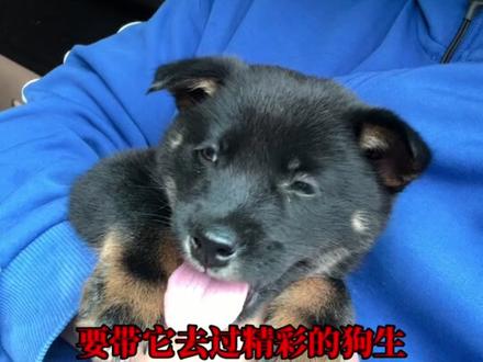 我救了它,它治愈了我!#治愈 #萌宠 #狗狗故事 #狗 #治愈系