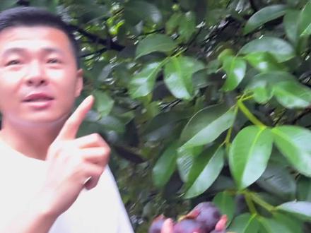 第一次见山竹树,咱门海南的树熟山竹,好吃😋#海南山竹