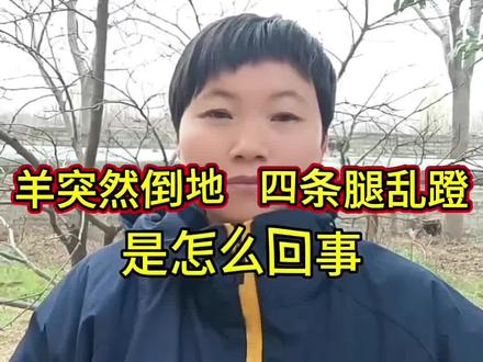 羊突然倒地,四条腿乱蹬是怎么回事?
#上热门 #抖音#农村养羊#技术分享#三农