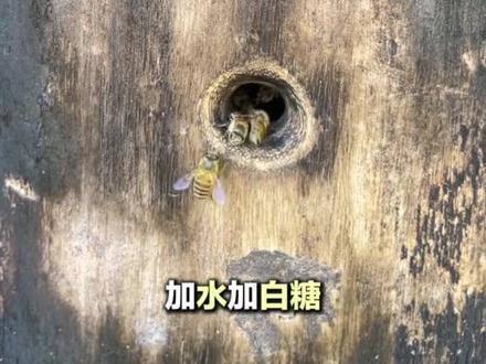 快速诱蜂秘诀#诱蜂技术分享 #农村养蜂人 #三农