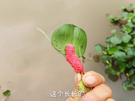 秋天福寿螺繁殖季节,虾塘水葫芦上很多卵,农民动手摘除 #