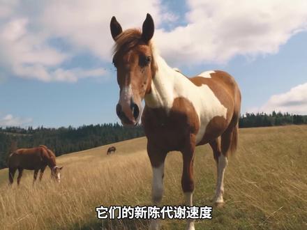 为什么海洋巨型生物大部分生活在深海层?答案:海洋雪与新陈代谢 #海洋生物 #水下拍摄 #科普知识 #深海