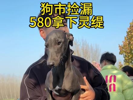 #萌宠推荐官 #狗市 #灵缇犬 @抖音小助手