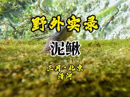野外实录 泥鳅
千万别觉得泥鳅是爱吃河泥的,看它正专注地啃食墙壁上的水藻,这才是它得最爱!
不仅勤快,还爱社交。您看这两条,在水草间穿梭追逐,边玩边吃,专门啄食水草缝隙里的美食。这不仅是觅食,更是它们独特的社交舞,活力满满!
但千万别搞混了!这条是大鳞副泥鳅,气质完全不同。大鳞副泥鳅得体型更粗壮,尾巴上下的皮褶都很发达,游姿更矫健、更有力量感。
关注我,带你解锁更多原生鱼的生活,它们真的很酷!#上热门 #原生鱼