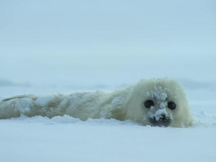 海豹和北极熊 千年来的宿敌