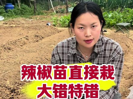 辣椒苗正确移栽步骤#辣椒种植 #辣椒苗 #蔬菜种植 #自己种的纯天然的绿色蔬菜 #三农流量扶持计划