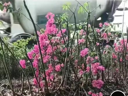 #赵成吉 #录屏 咱就是这脾气这性格,一个人的孤单一个人的狂欢,简简单单了吉子,哈哈哈