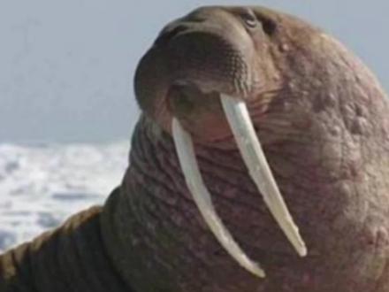 体重三千公斤的海象,又怂又菜但是真的不好惹,它究竟多聪明 #海象 #动物 #动物科普 #涨知识