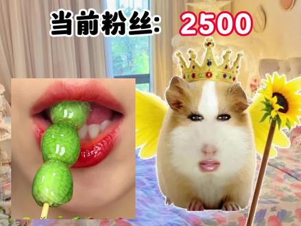 猪妞吃播第七集,你会支持猪妞嘛! #猪妞小剧场 #猪妞 #猪妞日常