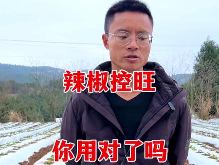 正确使用控旺才能达到有效控旺的效果#来抖音学农技 #新农人计划2023 #蔬菜种植 #辣椒种植 #辣椒 #小米辣 #朝天椒 #农业种植