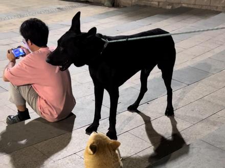 星星队长用纹身击退了大黑狼。#柴犬