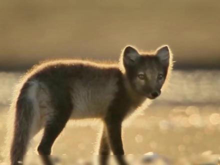 野生动物宝宝-北极狐篇3#野生动物宝宝 #小动物们能有多治愈