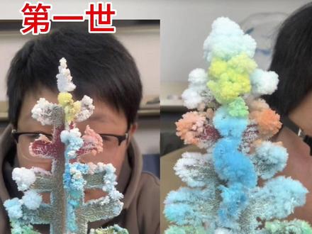 浇水就可以开花的圣诞树,种了两次,第二次开花更漂亮哦。魔法圣诞树纸树开花#手工diy #亲子手工 #圣诞树 #圣诞礼物