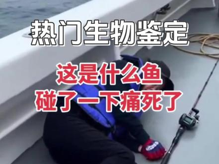 毫不起眼的鱼,竟然如此可怕。 #神奇的动物在抖音 #网络热门生物鉴定 #沙毛鱼