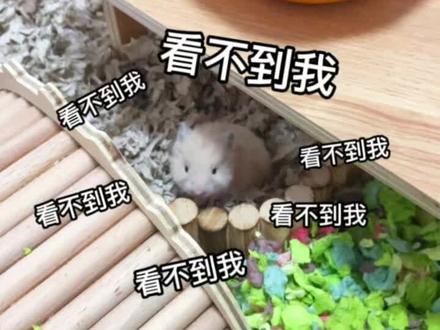 #金丝熊 #养鼠日常分享 只要我一直装死,就没有人能发现我