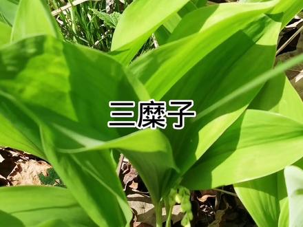 #认识植物 #有毒植物 #铃兰 采菜需谨慎,不熟悉的不采不吃。