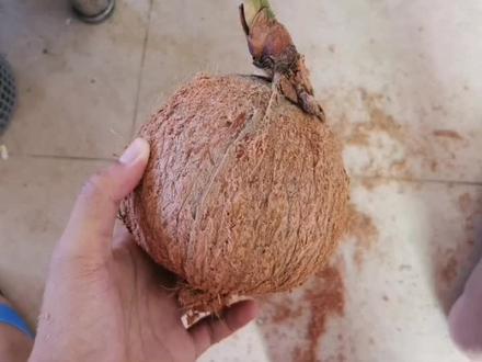 我敢说抖音上99%的都没吃过这个东西😁#椰子宝椰宝