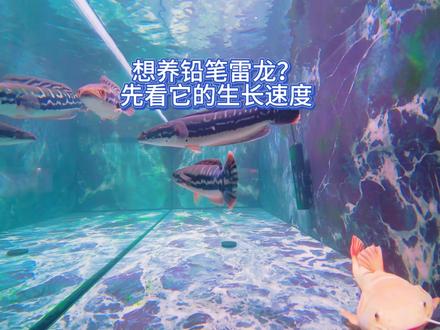 想养铅笔雷龙?先看它的生长速度 铅笔雷龙生长速度惊人,新手一定要知道!你家雷龙多久长这么大?#铅笔雷龙 #雷龙鱼 #观赏鱼 #养鱼 #新手养鱼