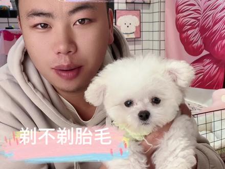 小比熊到底剃不剃胎毛#新手养宠 #比熊