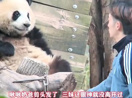 1.7啾啾奶爸剪头发了 三妹这眼神就没离开过,三妹:奶爸更帅了哦#大熊猫 #大熊猫奇三妹 #来这吸熊猫 #奇三妹 #动物的灵性