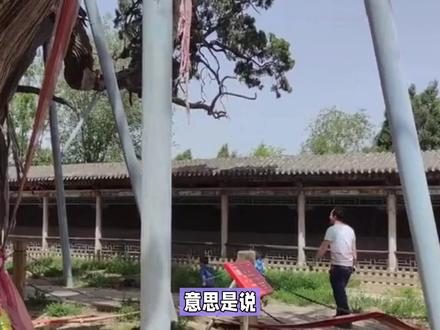 中国古木之首轩辕柏