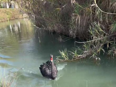 这些鹅都能养吗? #黑天鹅 #鹅 #动物 #家禽