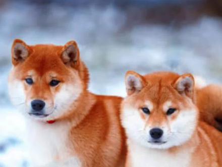 选公选母并不难#柴犬#豆柴
