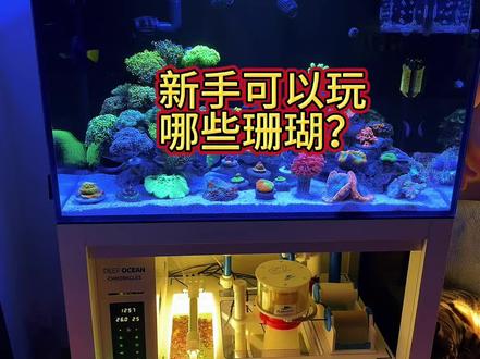 新手可以玩的珊瑚有哪些~ 进来听听~对新手很友好😄#海缸日记 #海水鱼珊瑚 #鱼缸里的大自然 #海缸