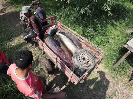 户外捕鱼:重达上百斤的巨骨舌鱼捕获,宰杀制作美食的全过程 #捕鱼 #户外捕鱼 #亚马逊猛鱼