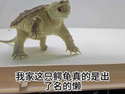 给鳄龟试喂大颗粒龟粮🐢 #佛鳄龟 #养龟日常 #鳄龟喂食 #养龟不晒等于白养 #大颗粒龟粮