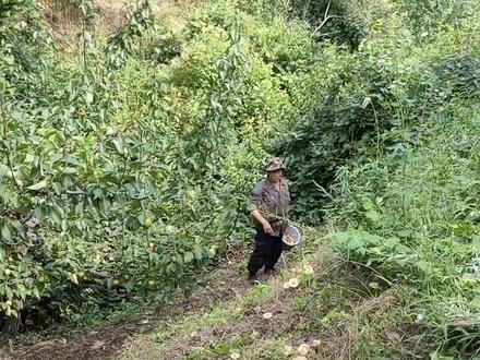 上山看梨,发现一片蘑菇#大自然的馈赠