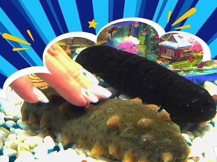 海参和海茄子居然是这种关系,酱婶居然对海茄子做了这种事!#vlog日常 #搞笑 #搞笑视频 #赶海