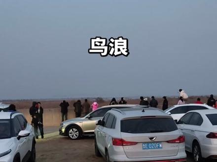 鸟浪,不是每次都能看到,虽然天色已黑,鸟也没从我面前飞过,但是我也看到了!😃😃😃