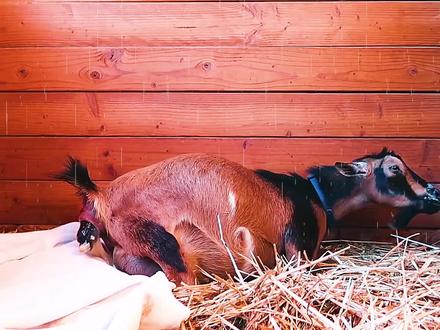 1只侏儒山羊诞下双胞胎小羊羔,感叹尘世间母爱真的伟大 #农场日记 #动物 #山羊 #分娩