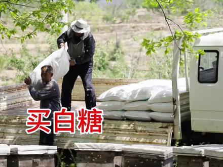 为啥给蜜蜂喂白糖 #涨知识 #冷知识 #动物世界 #奇闻趣事