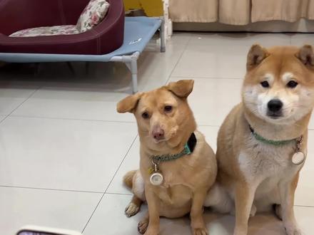 豆包你是不是瞎 #萌宠创作者计划 #萌宠出道计划 #土豆阿座 #车座子狗土豆